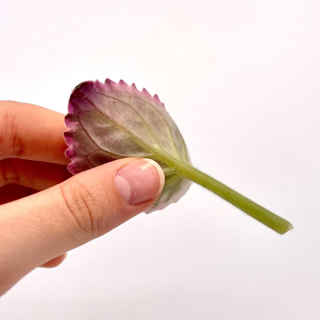 LEAF CUTTING African Violet (Can acclimate to house conditions)