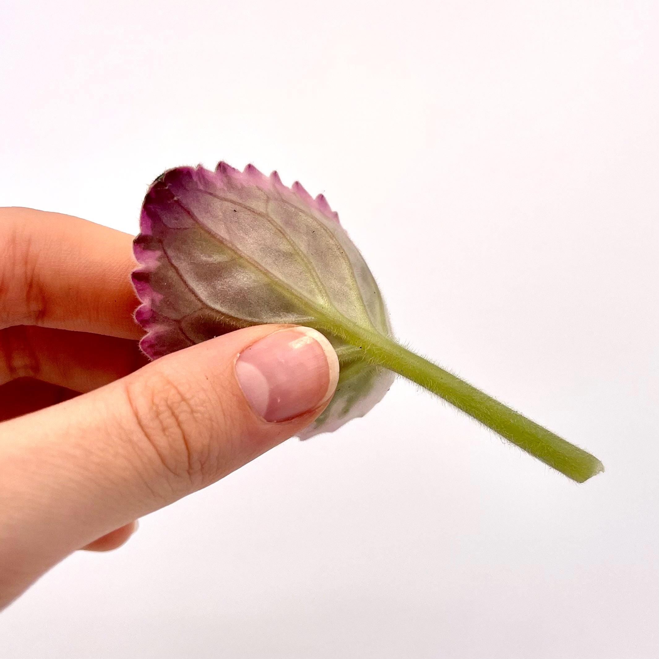 LEAF CUTTING African Violet (Can acclimate to house conditions)