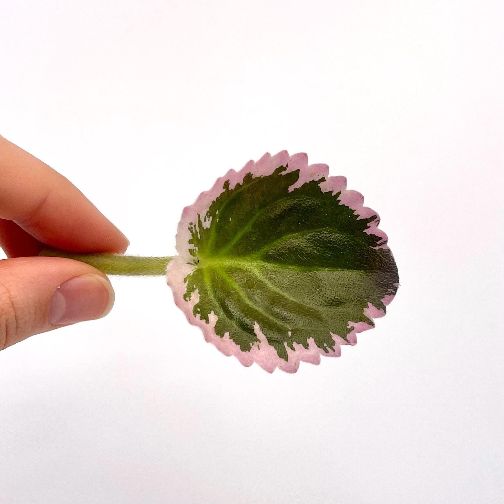 LEAF CUTTING African Violet (Can acclimate to house conditions)