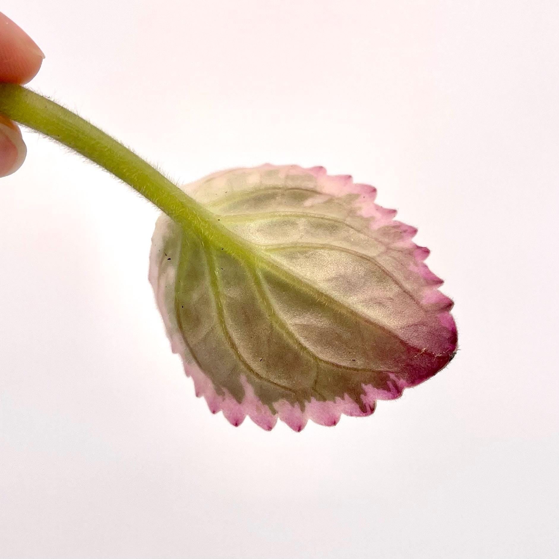 LEAF CUTTING African Violet (Can acclimate to house conditions)