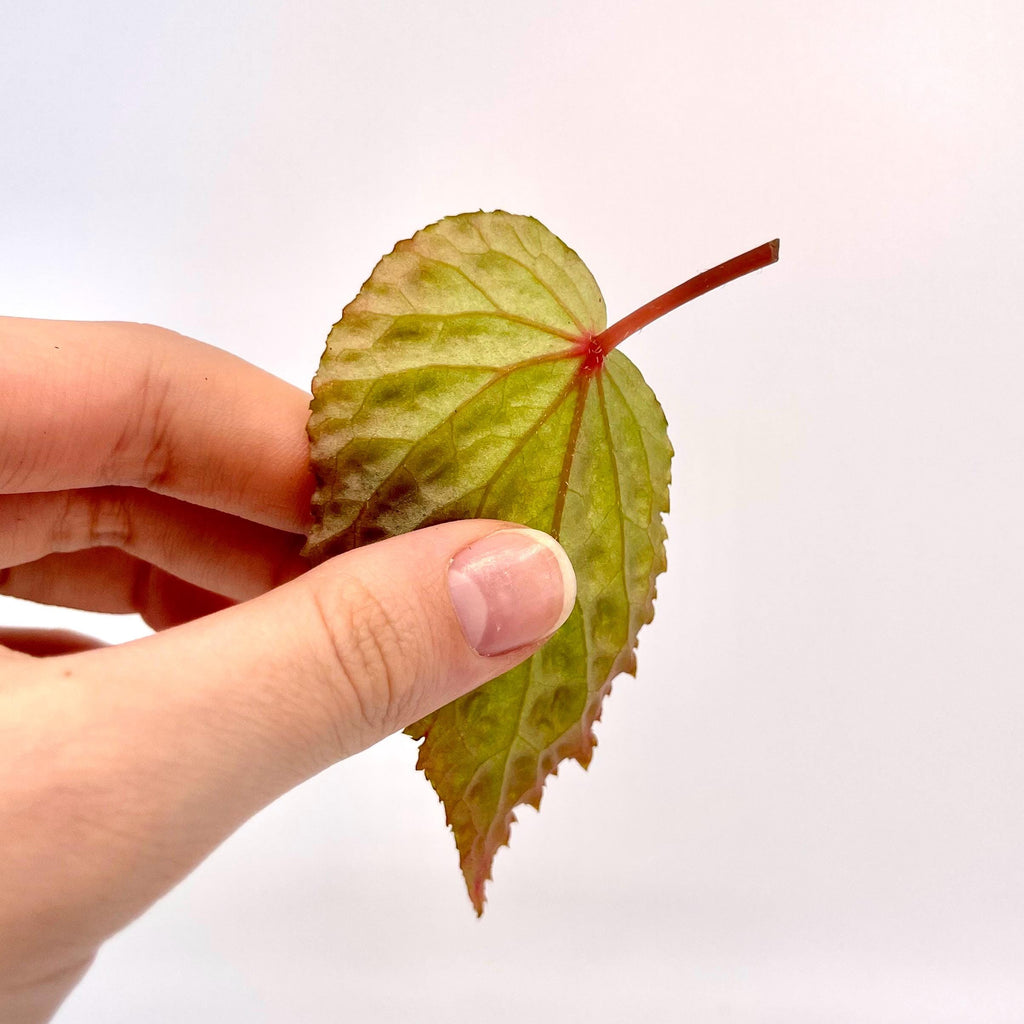 LEAF CUTTING Begonia Botanicaz 98 V.3