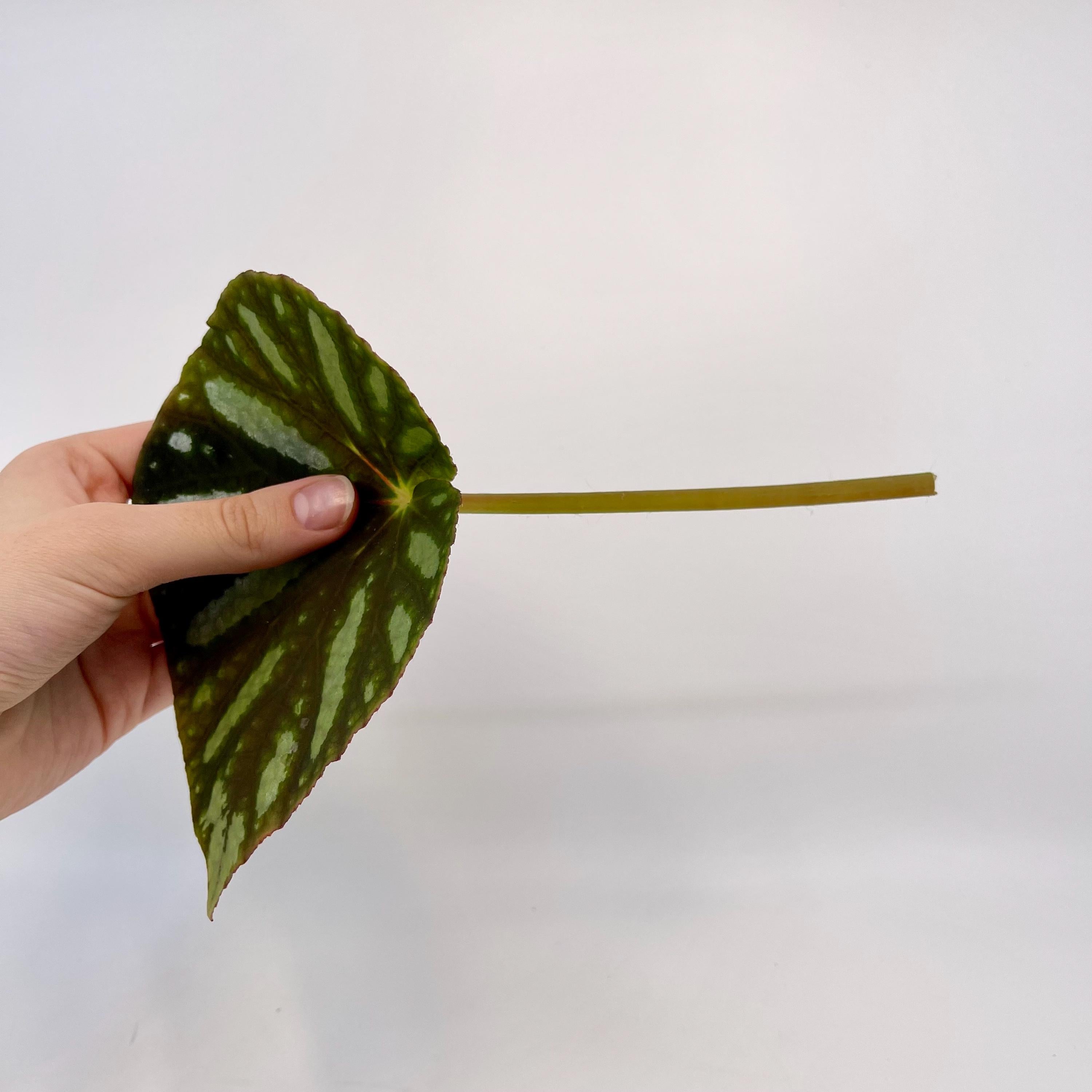 LEAF CUTTING Begonia sp. balansana