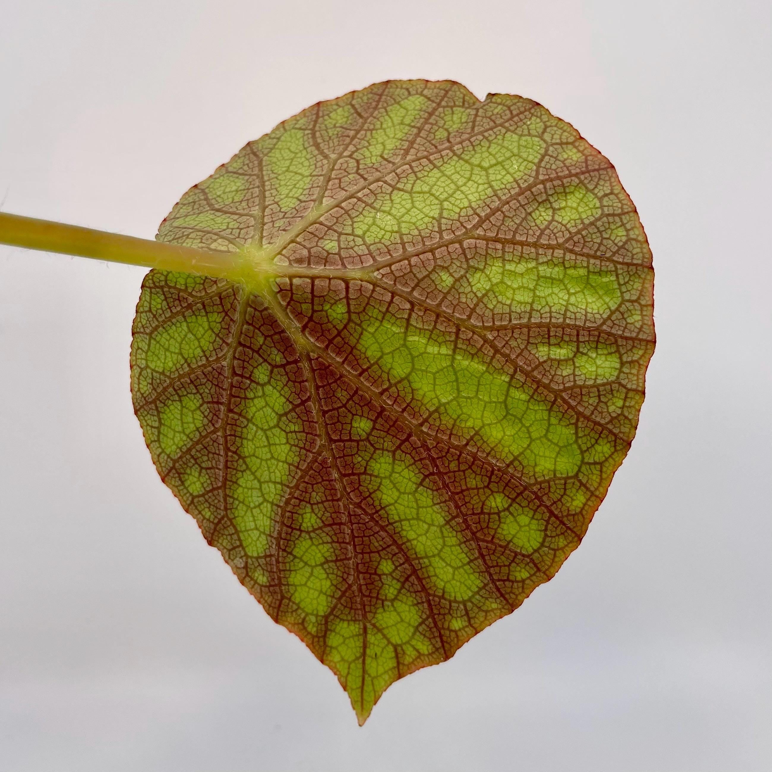 LEAF CUTTING Begonia sp. balansana