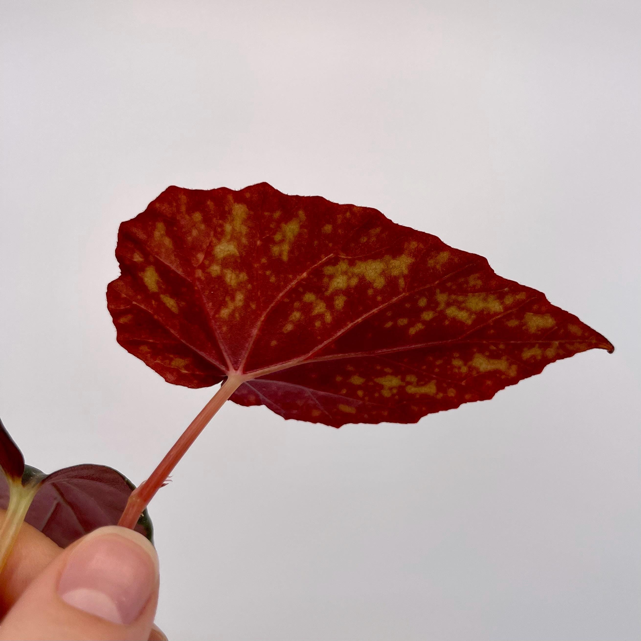 TOP CUTTING Begonia 'Moona' (Can acclimate to house conditions) Fragrant Blooms