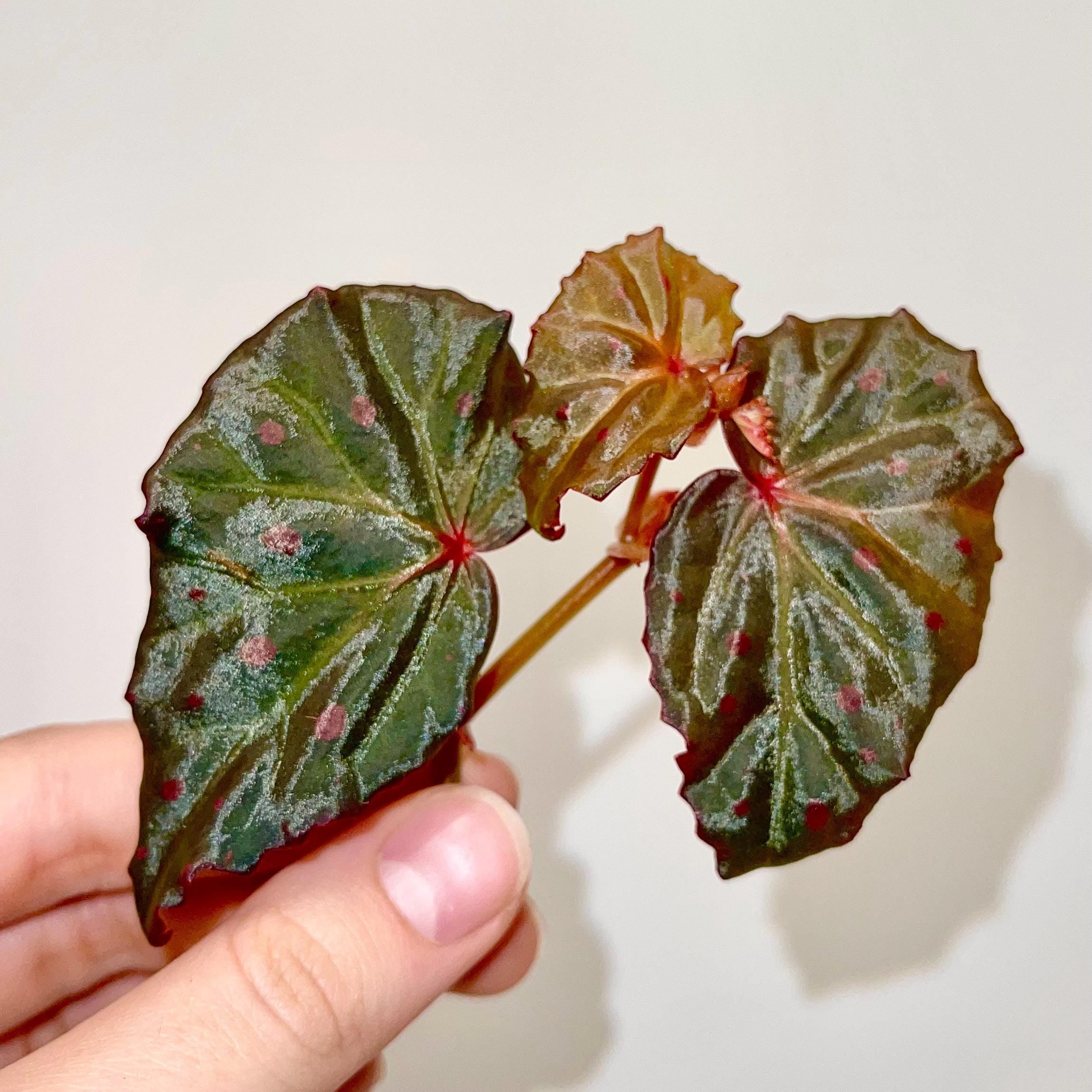 TOP CUTTING Begonia Botanicaz 16
