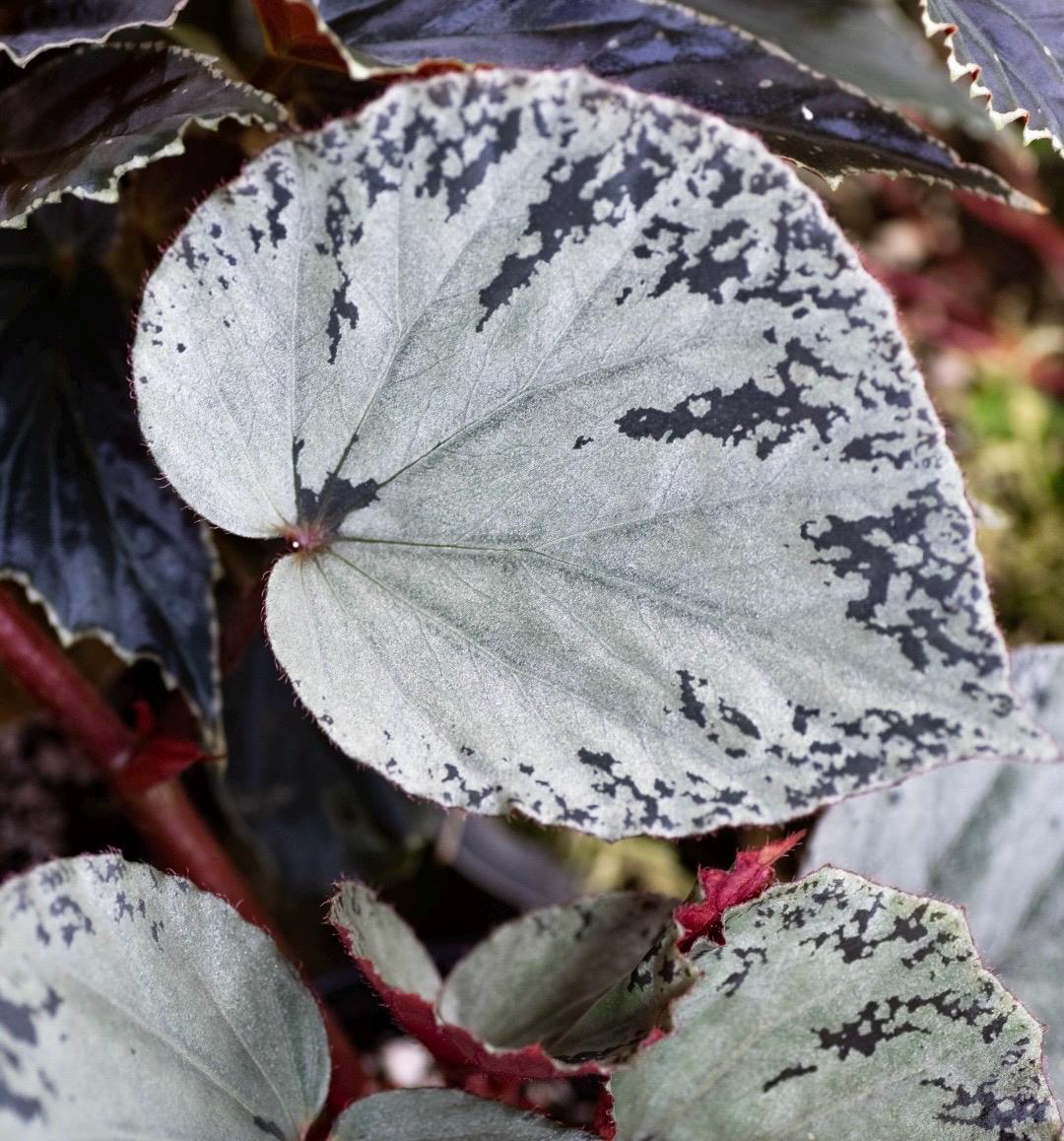 LEAF CUTTING Begonia Botanicaz 14 ‘Silver Suede’ PIXEL (Can acclimate to house conditions)