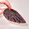 LEAF CUTTING Begonia Botanicaz 44 V.1