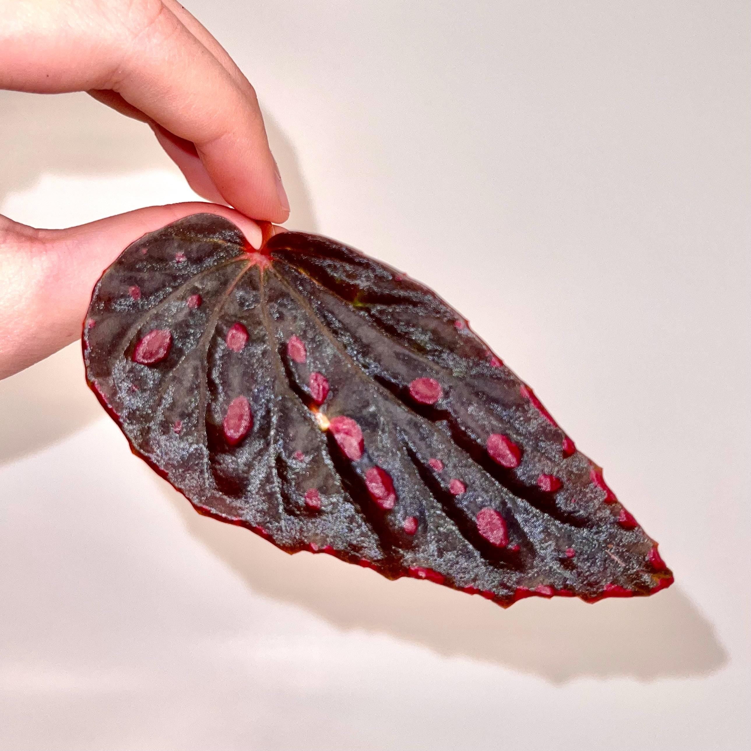 LEAF CUTTING Begonia Botanicaz 44 V.1