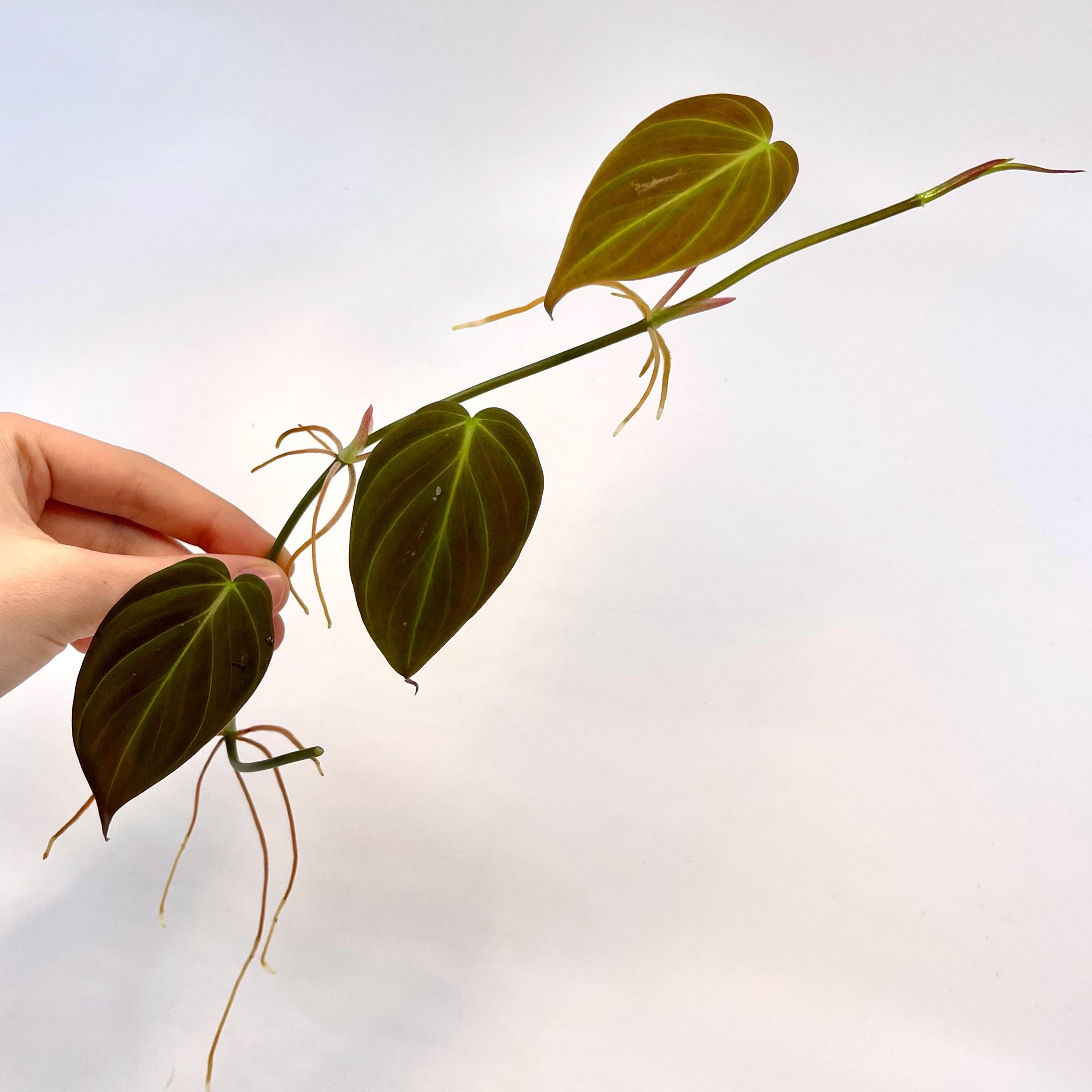 One FREE Per Item Purchased Reverted Philodendron Micans TOP CUTTING (Can acclimate to house conditions)