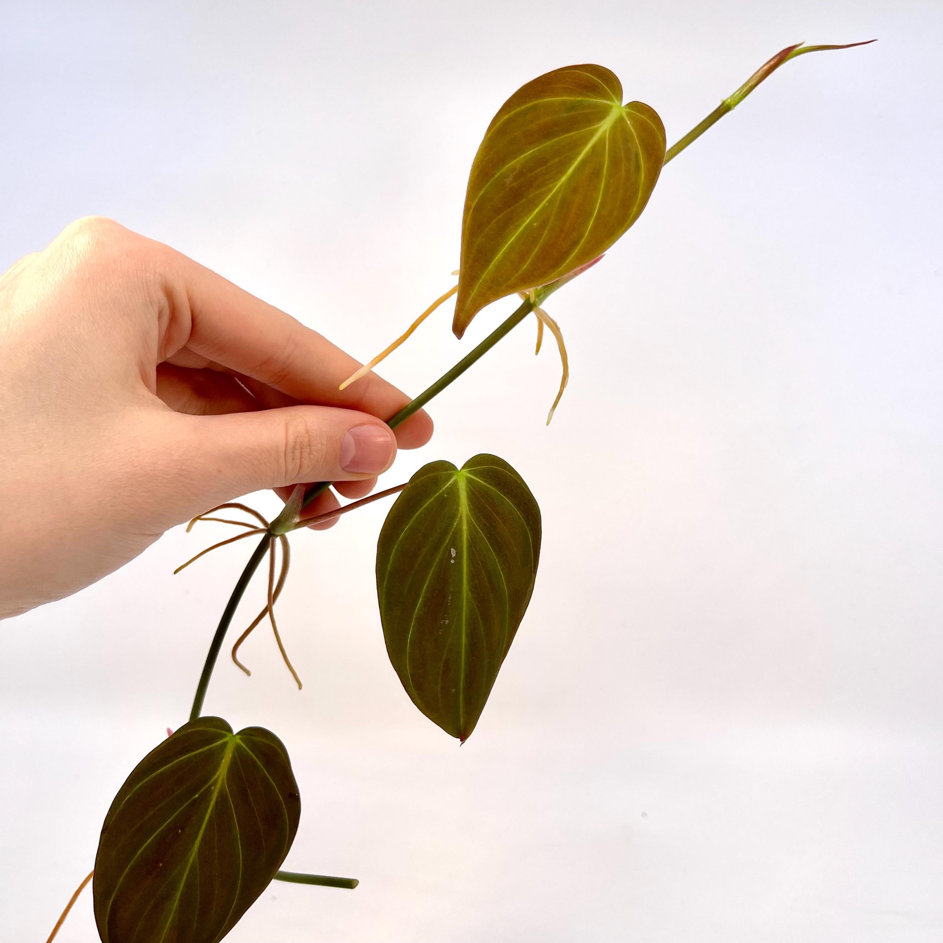 One FREE Per Item Purchased Reverted Philodendron Micans TOP CUTTING (Can acclimate to house conditions)