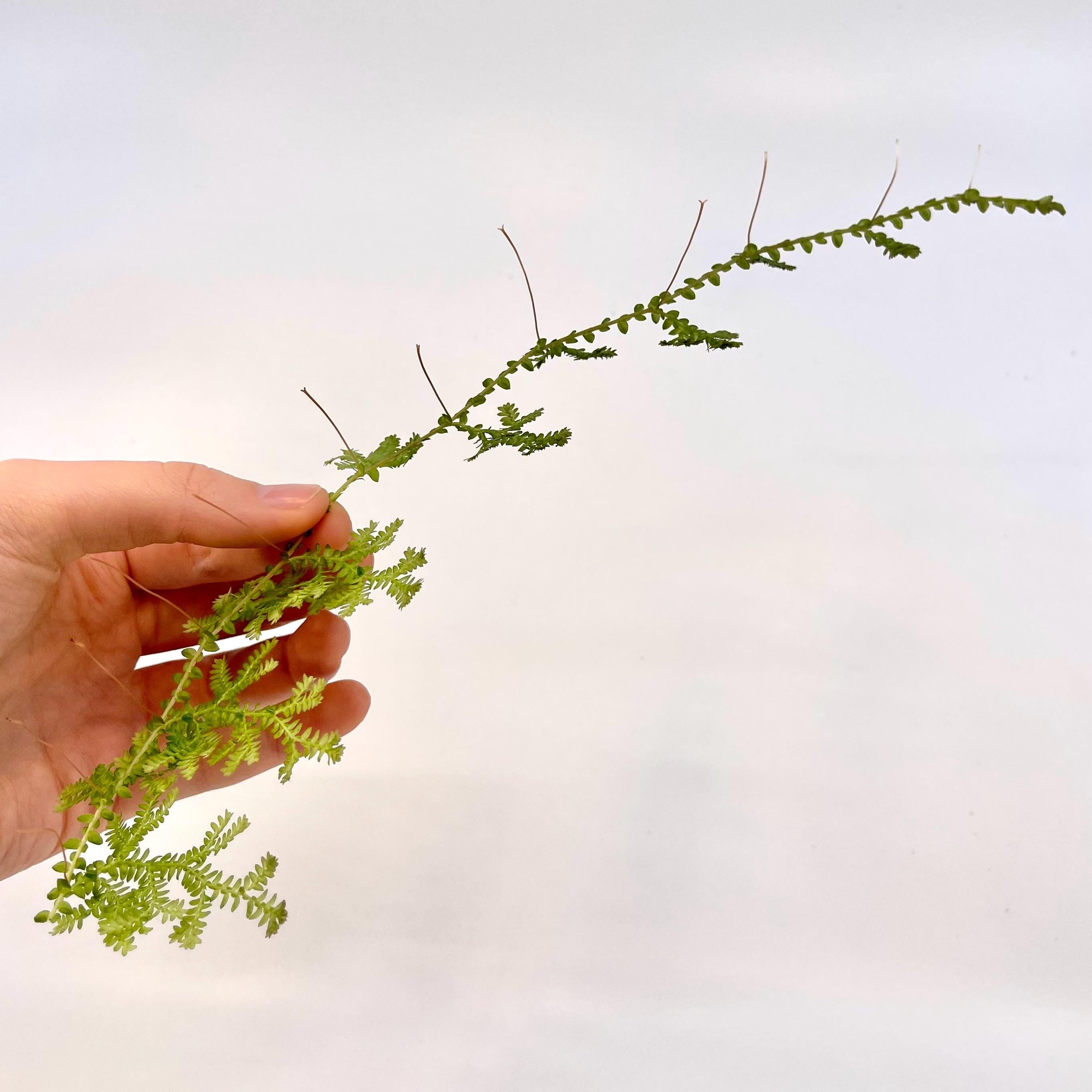 CUTTING Selaginella uncinata
