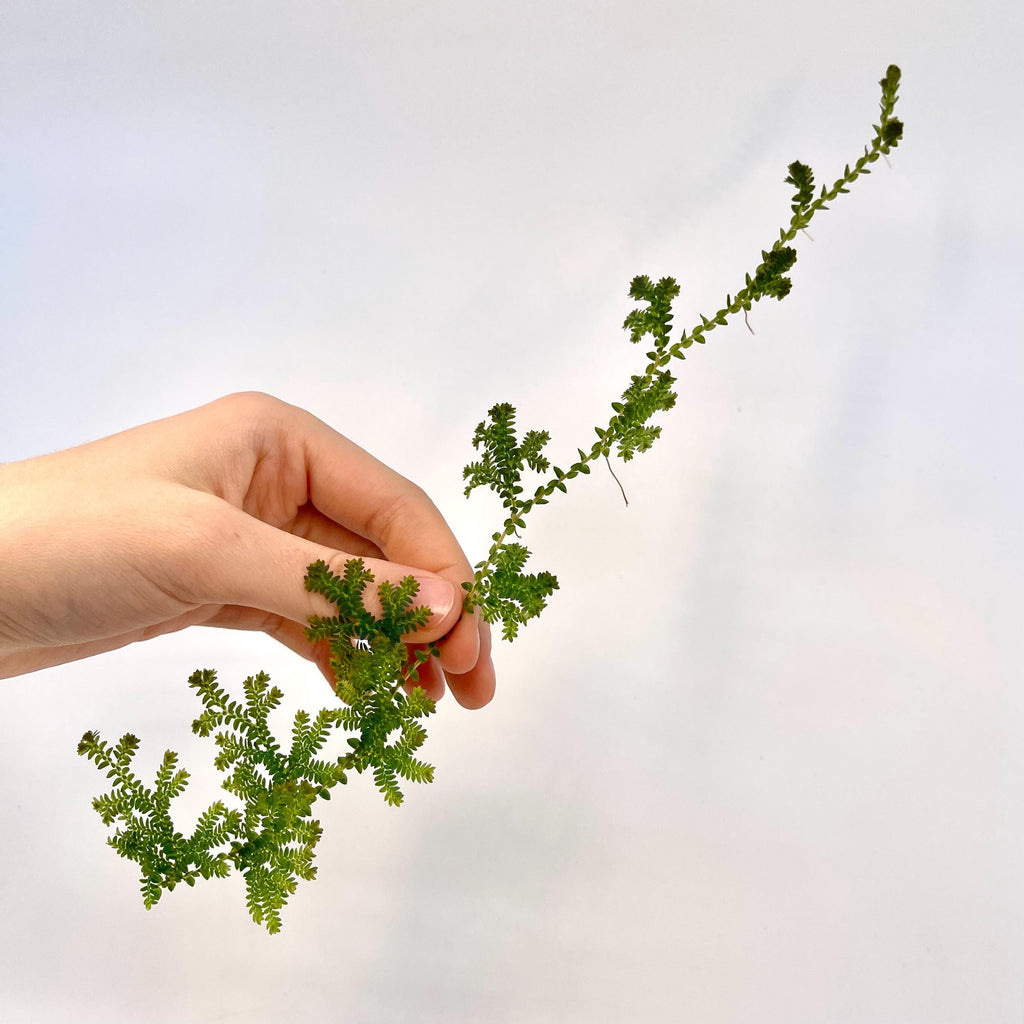 CUTTING Selaginella uncinata