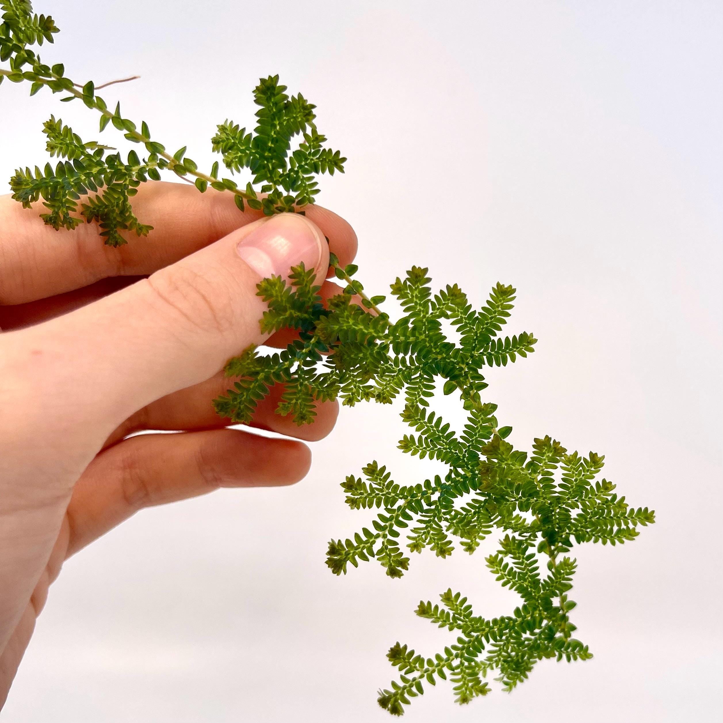 CUTTING Selaginella uncinata