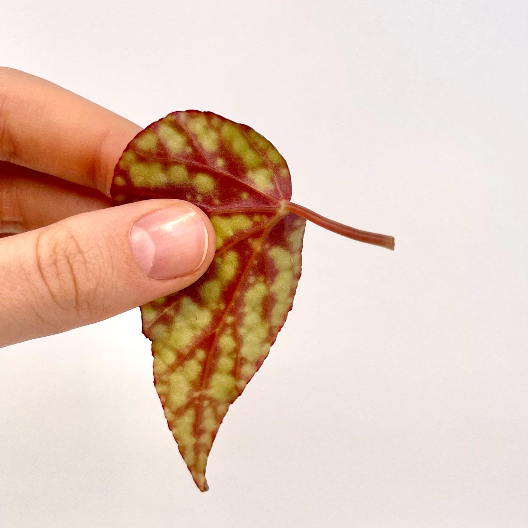 LEAF CUTTING Botanicaz 92 (Can acclimate to house conditions)