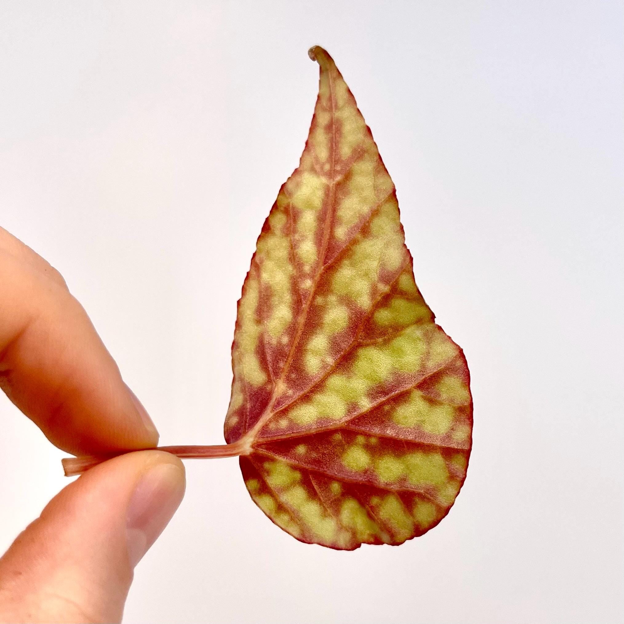 LEAF CUTTING Botanicaz 92 (Can acclimate to house conditions)