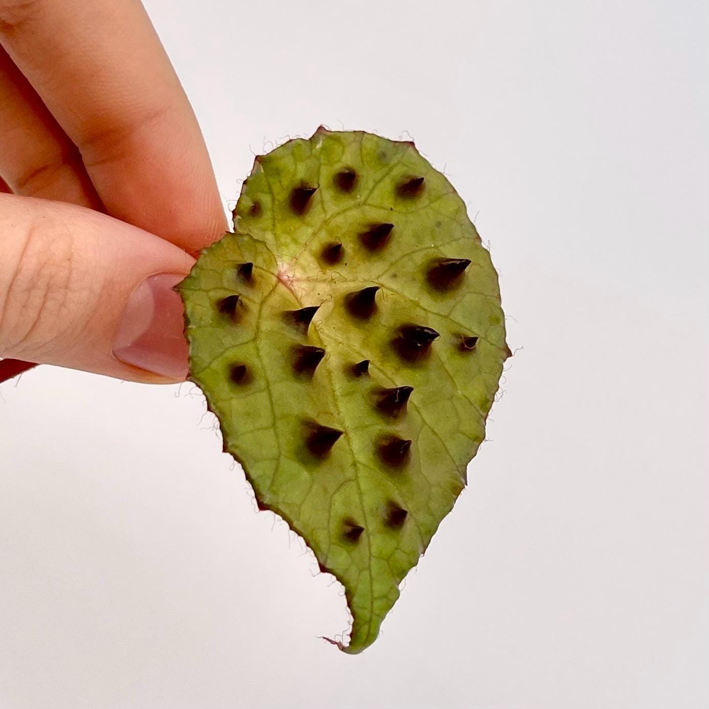 LEAF CUTTING Begonia Ferox (Can acclimate to house conditions)