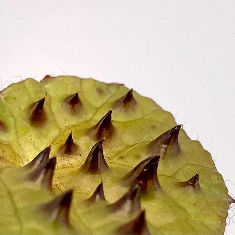 LEAF CUTTING Begonia Ferox (Can acclimate to house conditions)