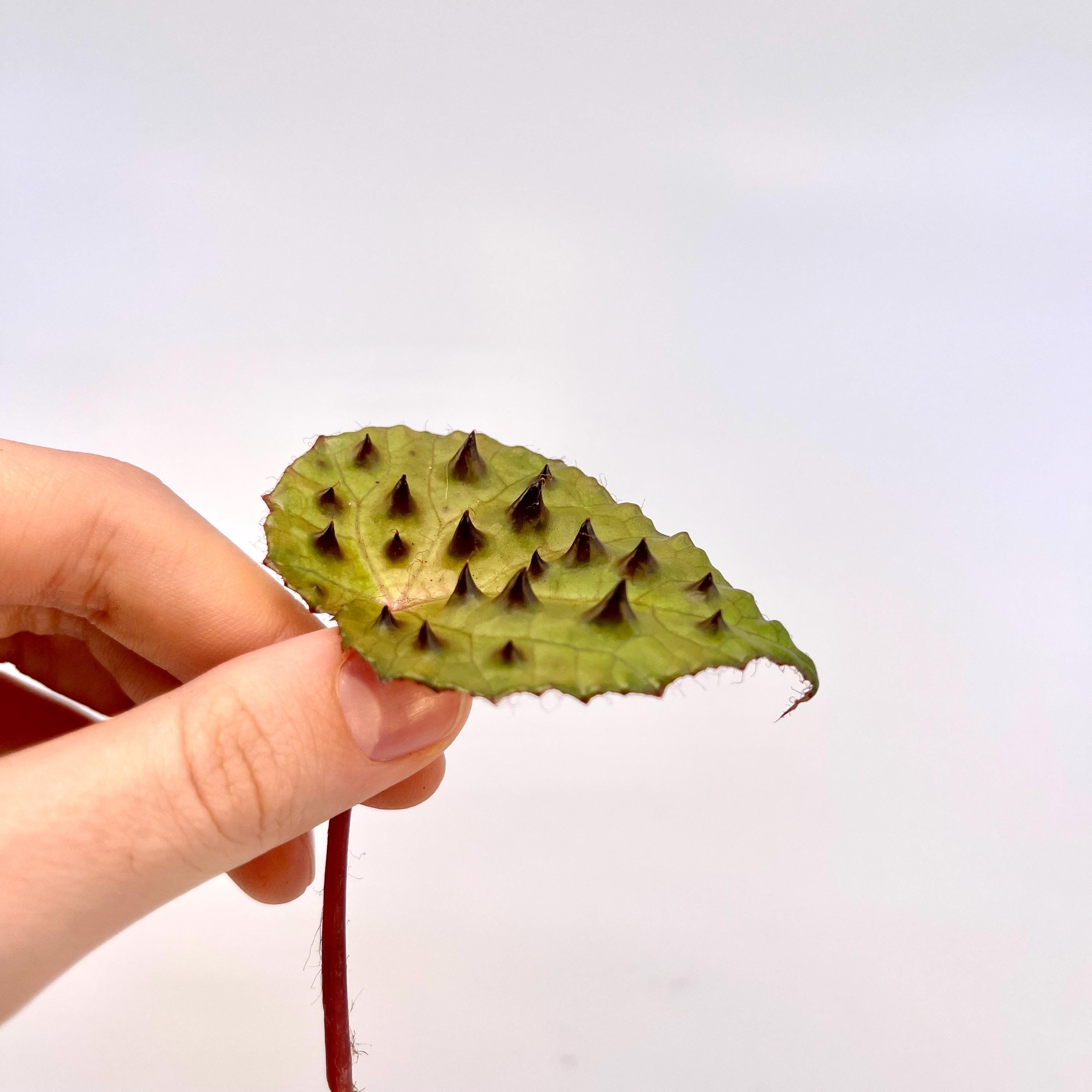 LEAF CUTTING Begonia Ferox (Can acclimate to house conditions)
