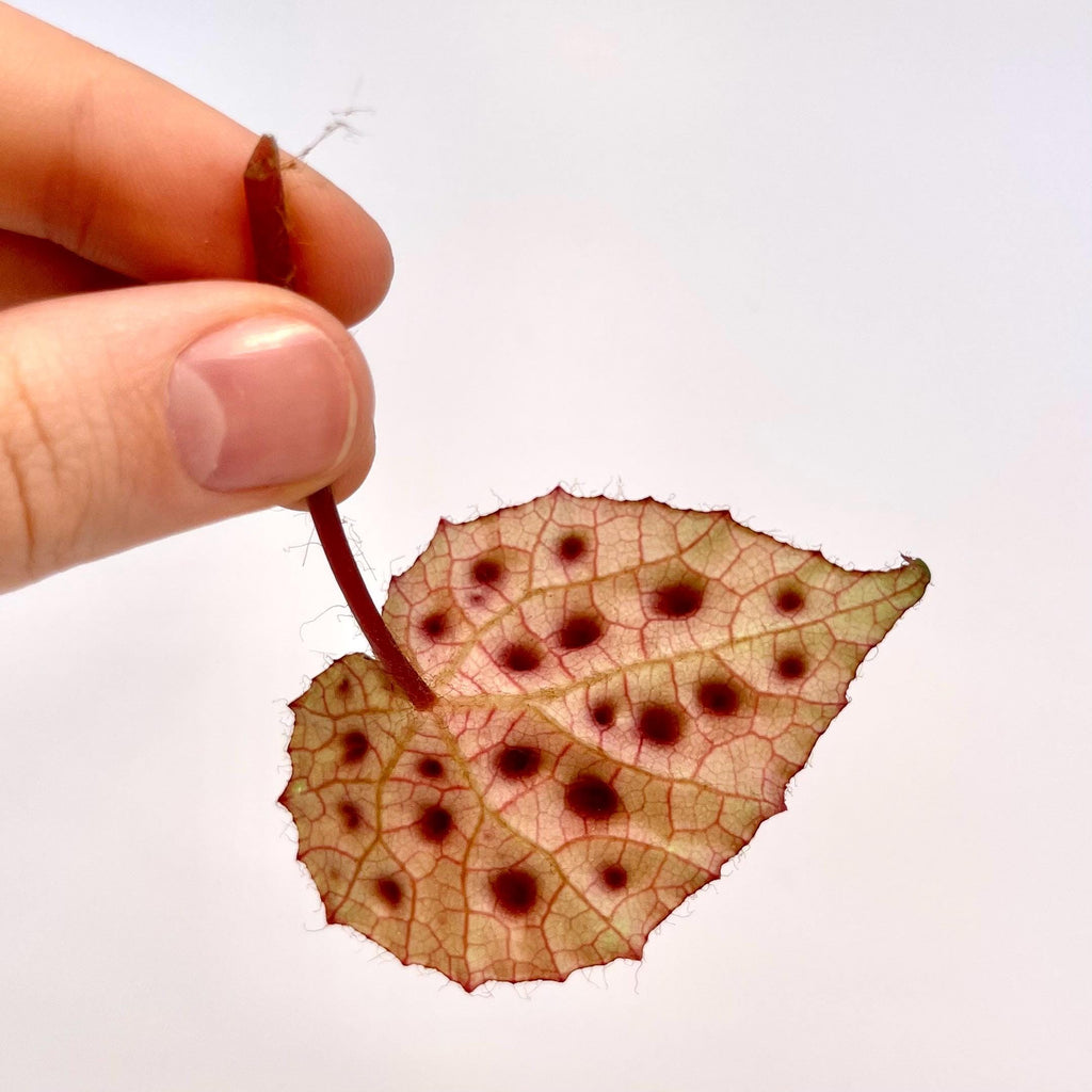 LEAF CUTTING Begonia Ferox (Can acclimate to house conditions)