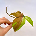 Syngonium podophyllum 'Strawberry Milk' MID CUTTING (non-exact) (Can acclimate to house conditions)