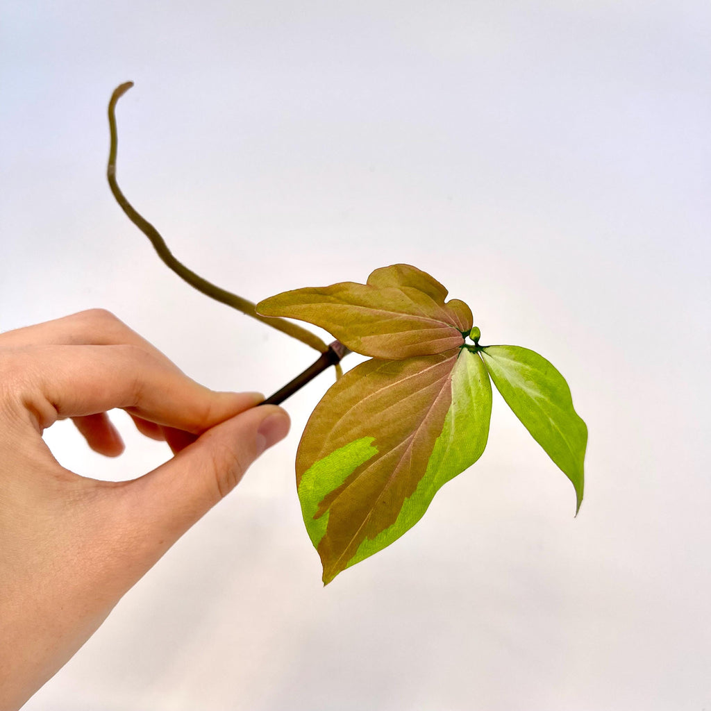 Syngonium podophyllum 'Strawberry Milk' MID CUTTING (non-exact) (Can acclimate to house conditions)