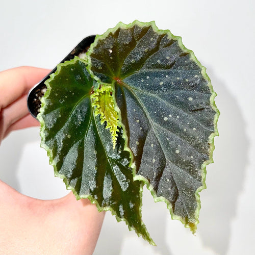 Begonia Botanicaz 241