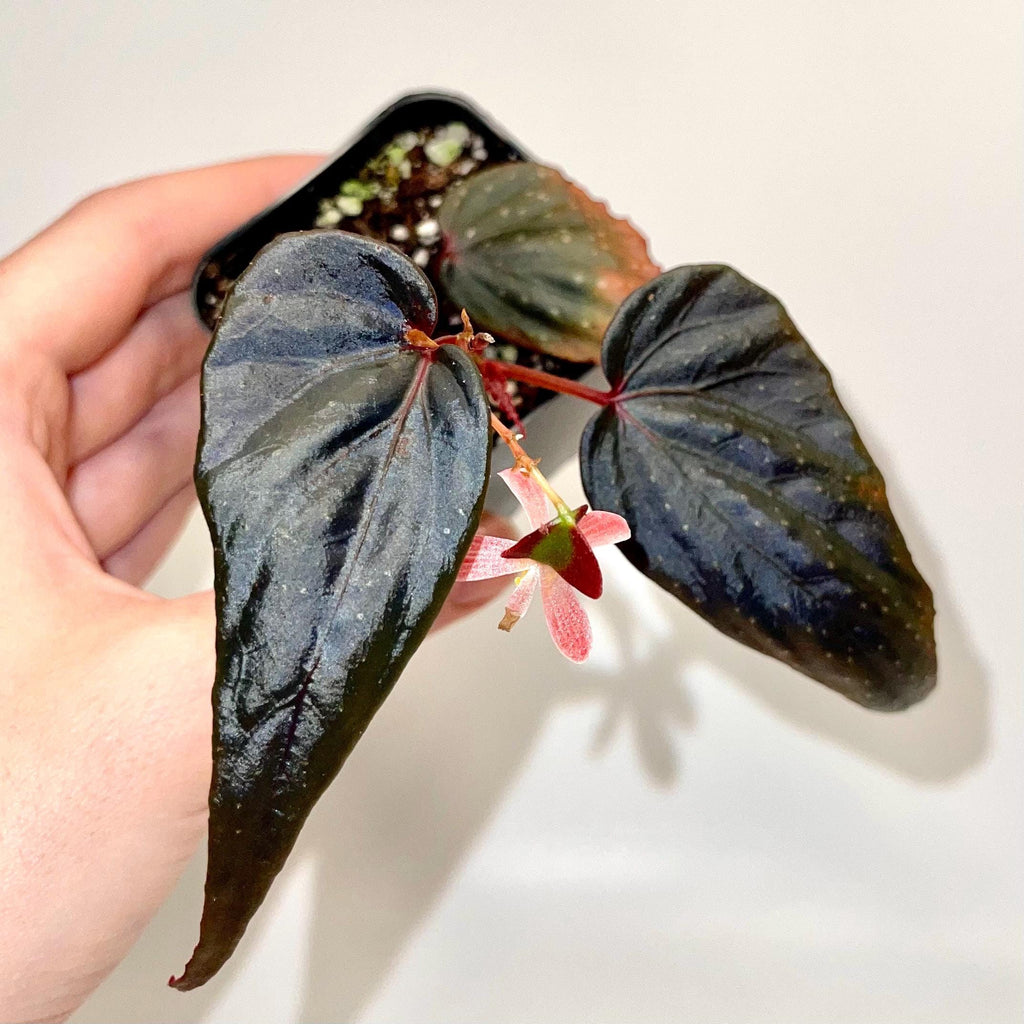 Begonia Botanicaz 212