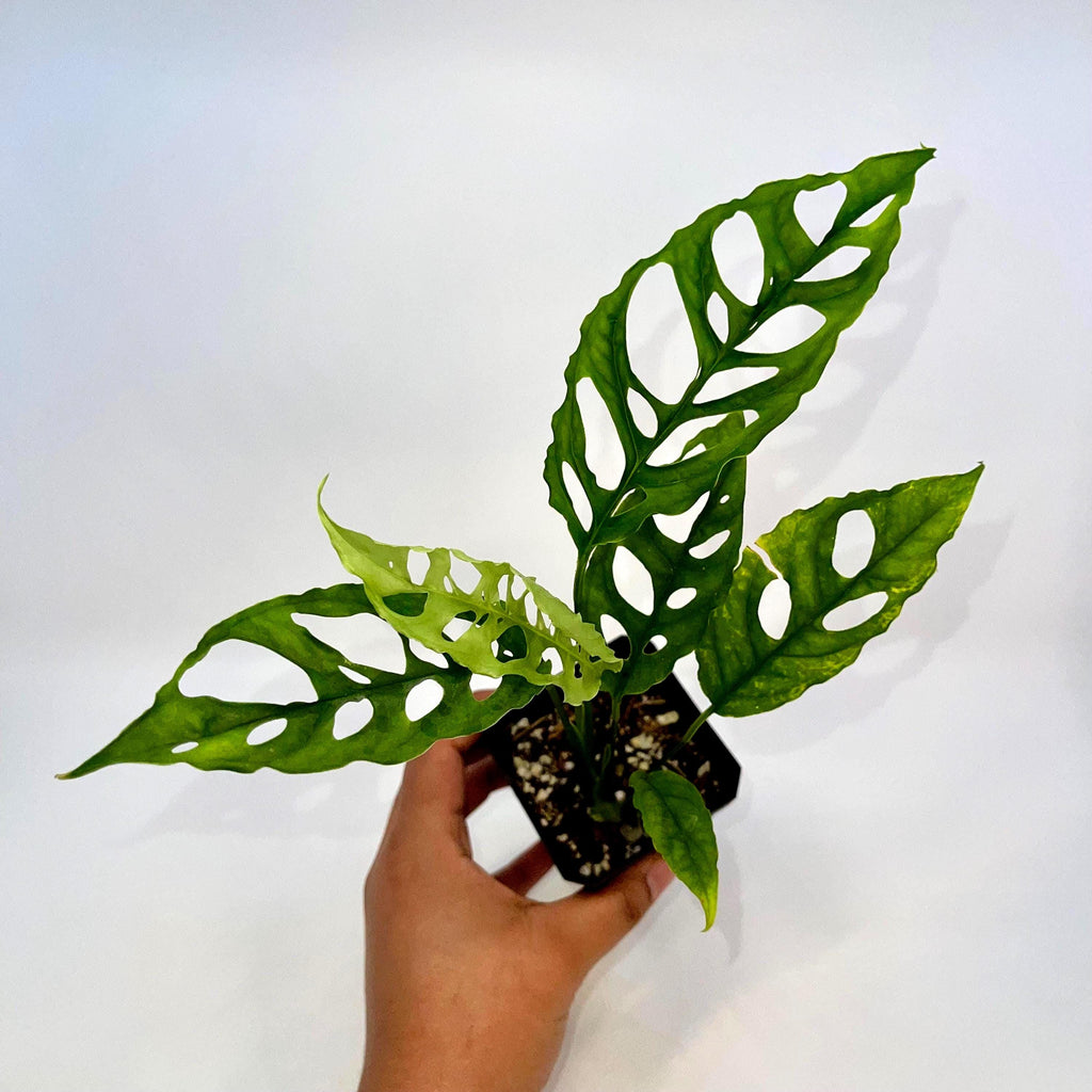 Monstera Obliqua