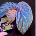 Begonia ‘Blue Metallic’ Botanicaz 220