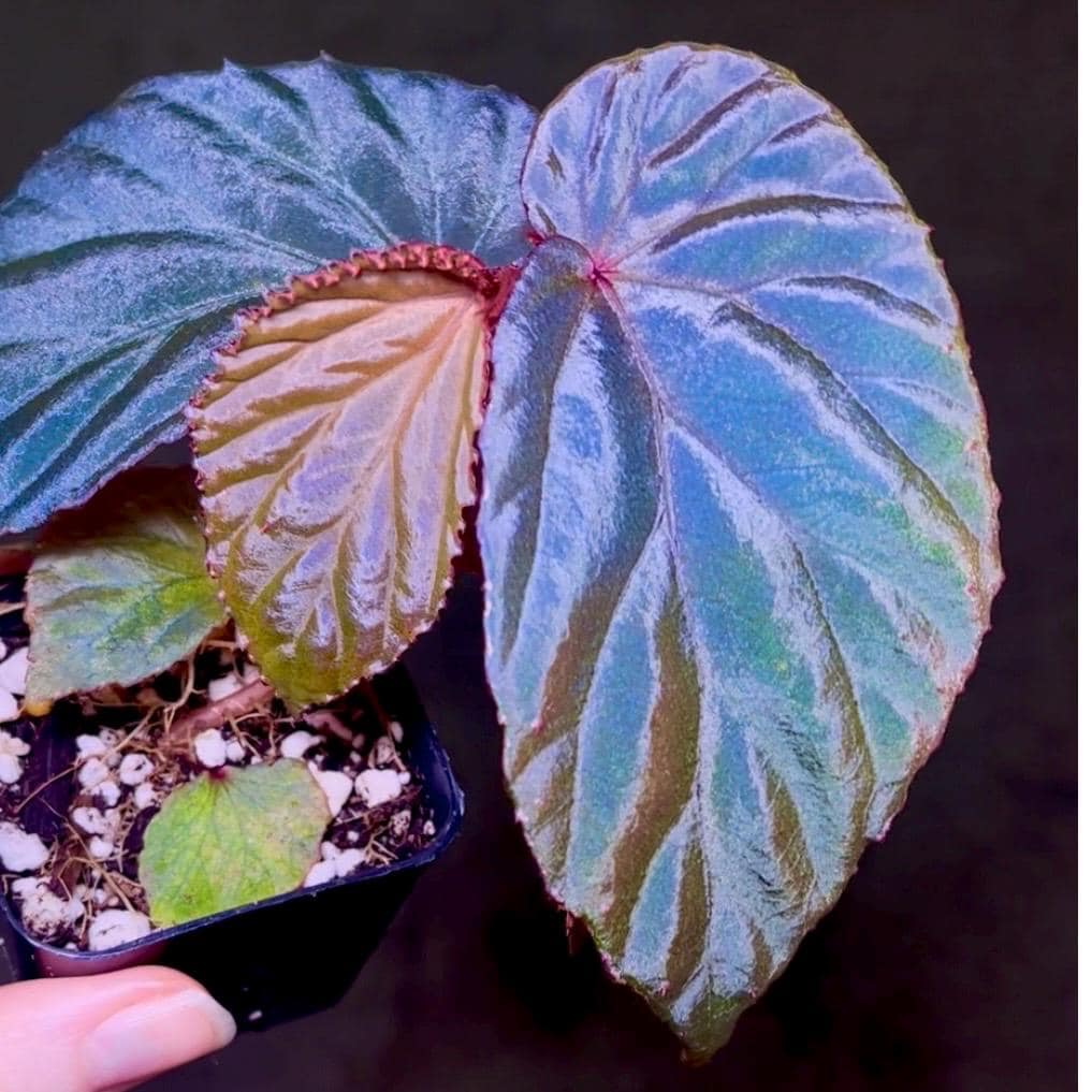 Begonia ‘Blue Metallic’ Botanicaz 220