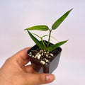 READY SOON Hoya Burmanica (Can acclimate to house conditions)