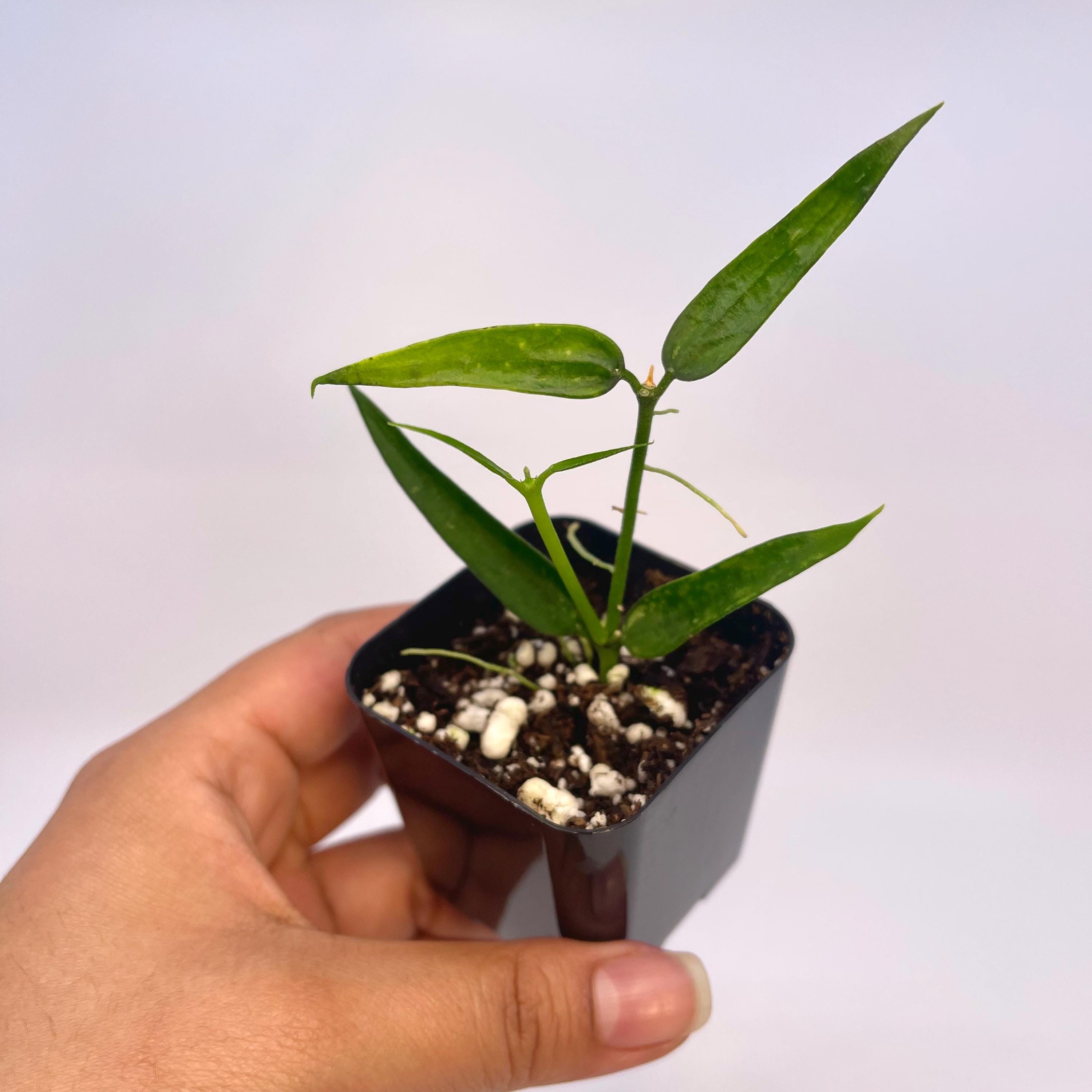 READY SOON Hoya Burmanica (Can acclimate to house conditions)