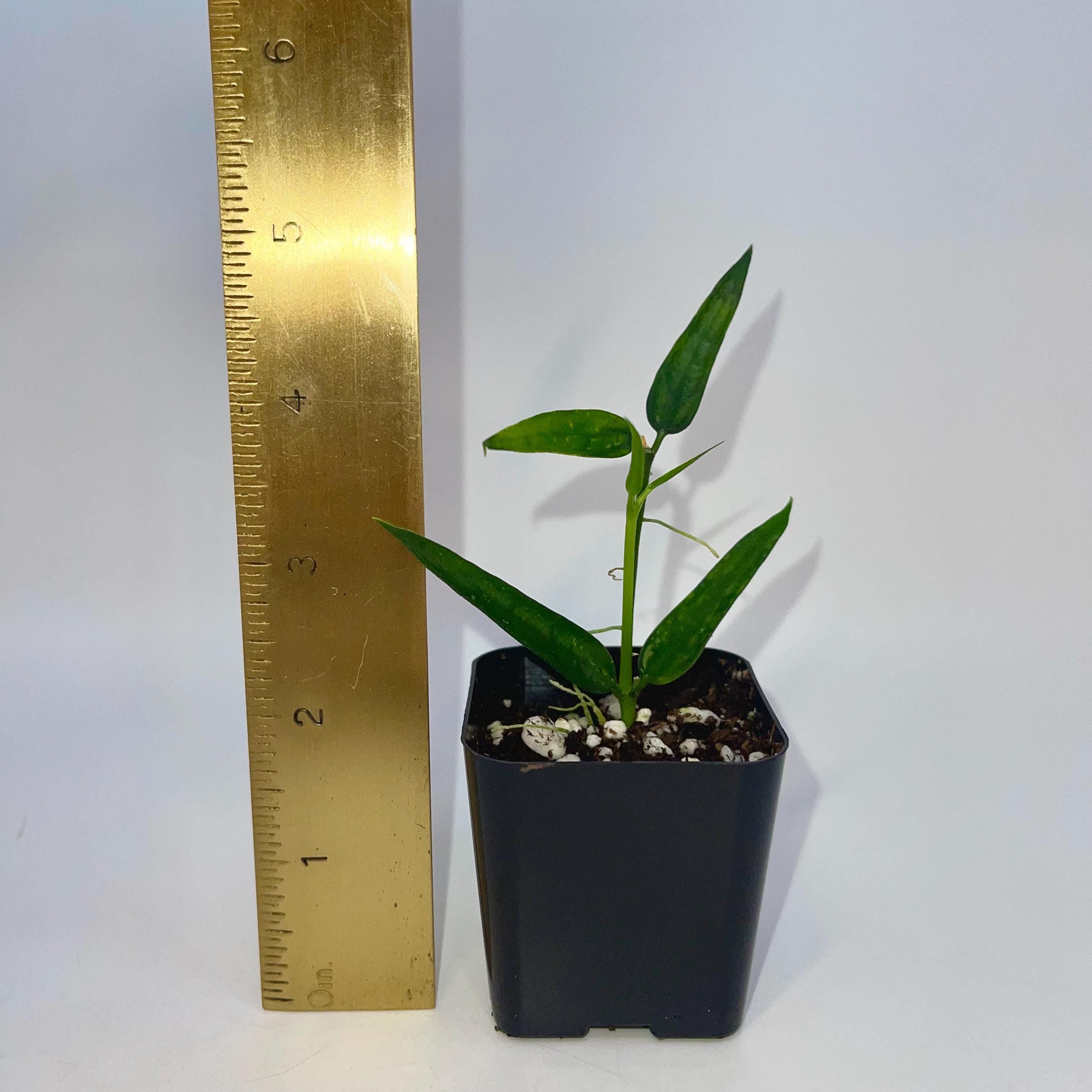 READY SOON Hoya Burmanica (Can acclimate to house conditions)