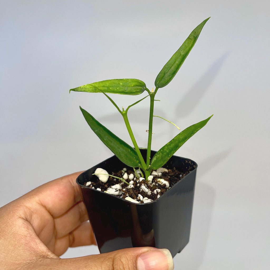 READY SOON Hoya Burmanica (Can acclimate to house conditions)