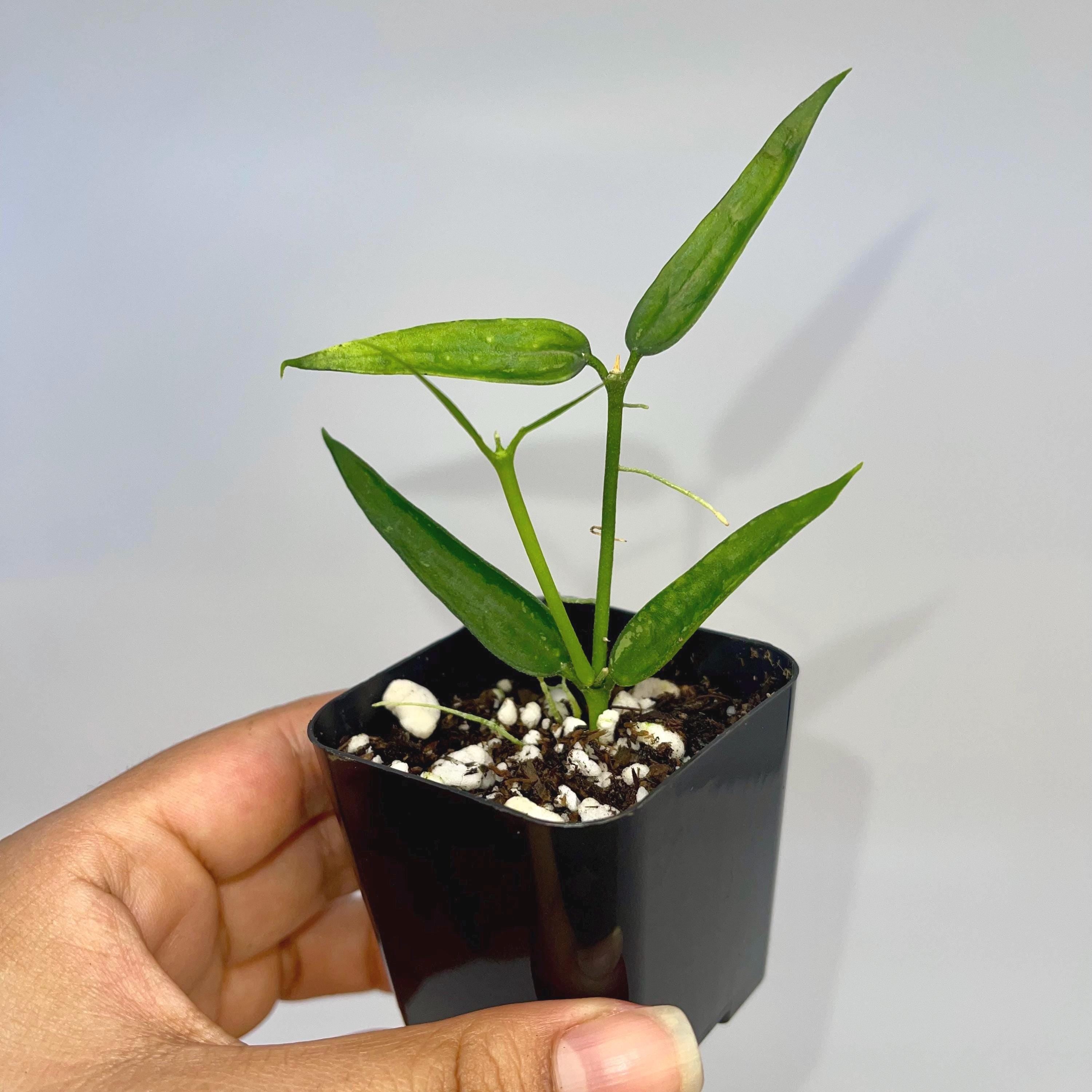 READY SOON Hoya Burmanica (Can acclimate to house conditions)