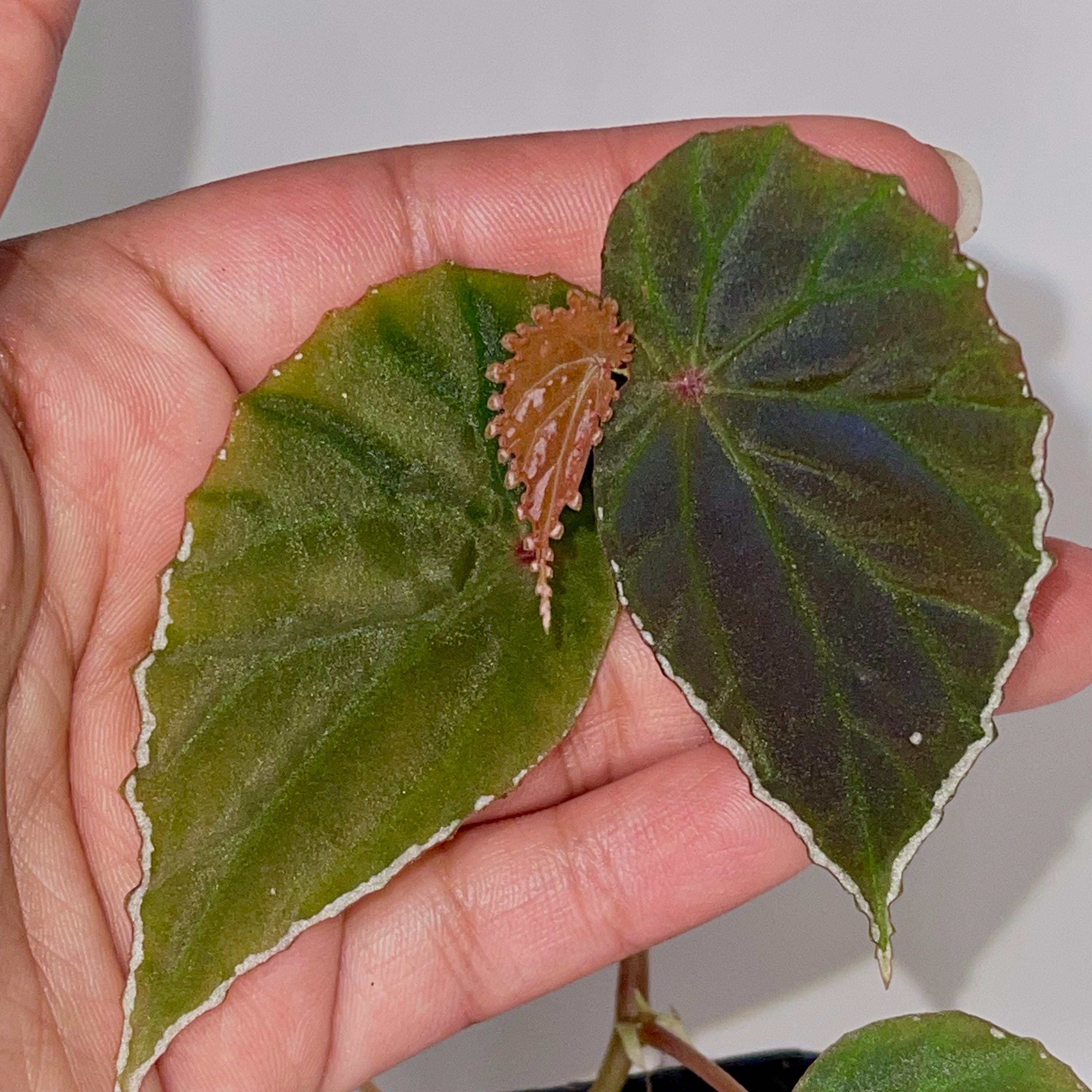Begonia Botanicaz 111 (Can acclimate to house conditions)
