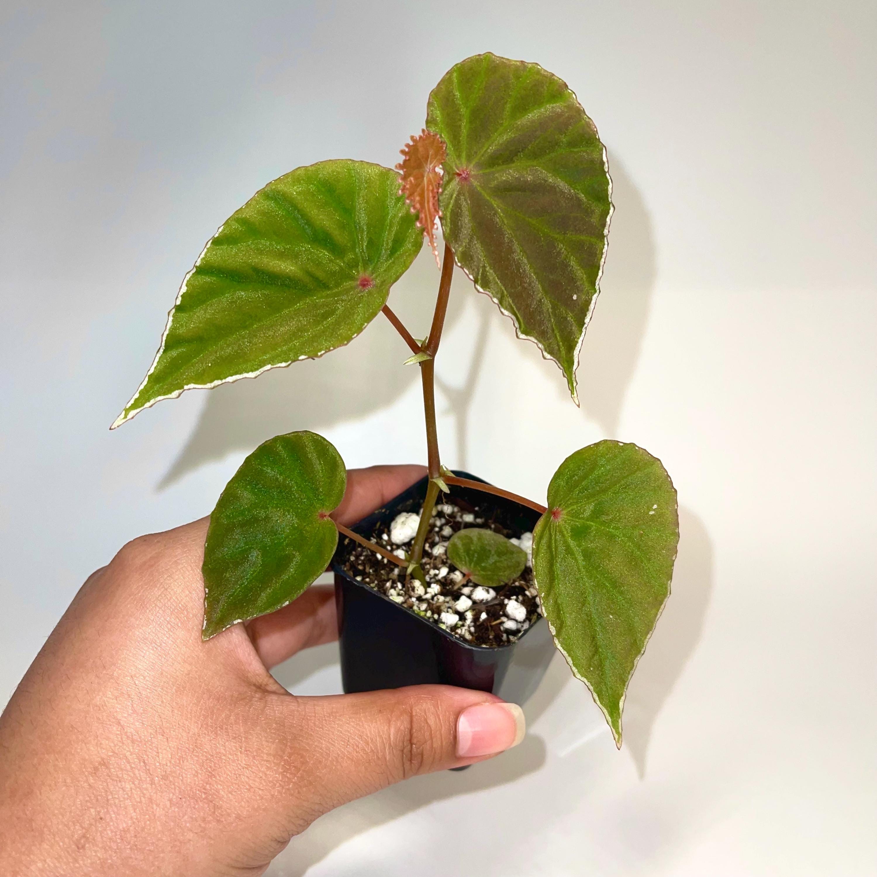 Begonia Botanicaz 111 (Can acclimate to house conditions)
