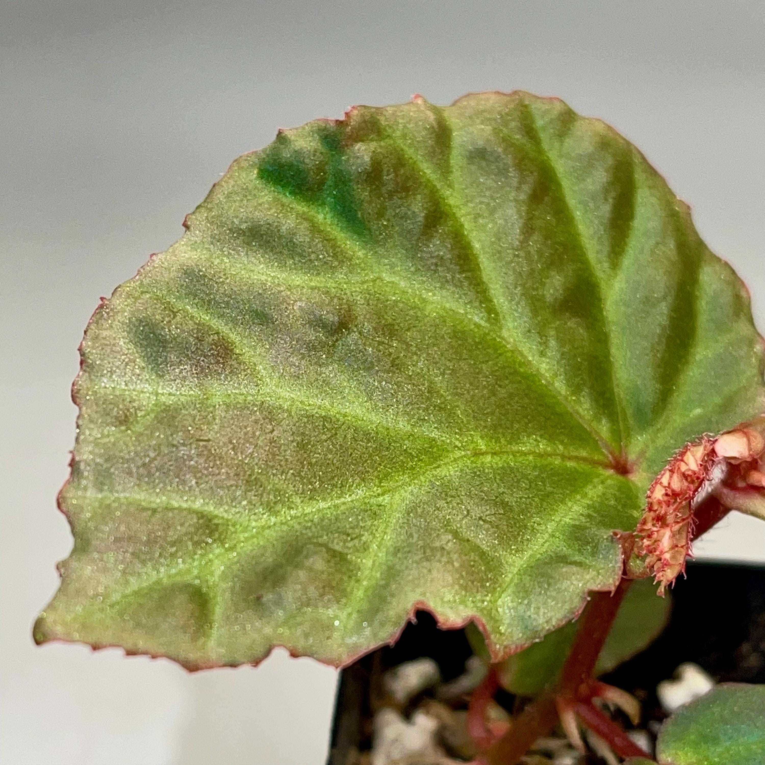 Begonia Botanicaz 87 V.3