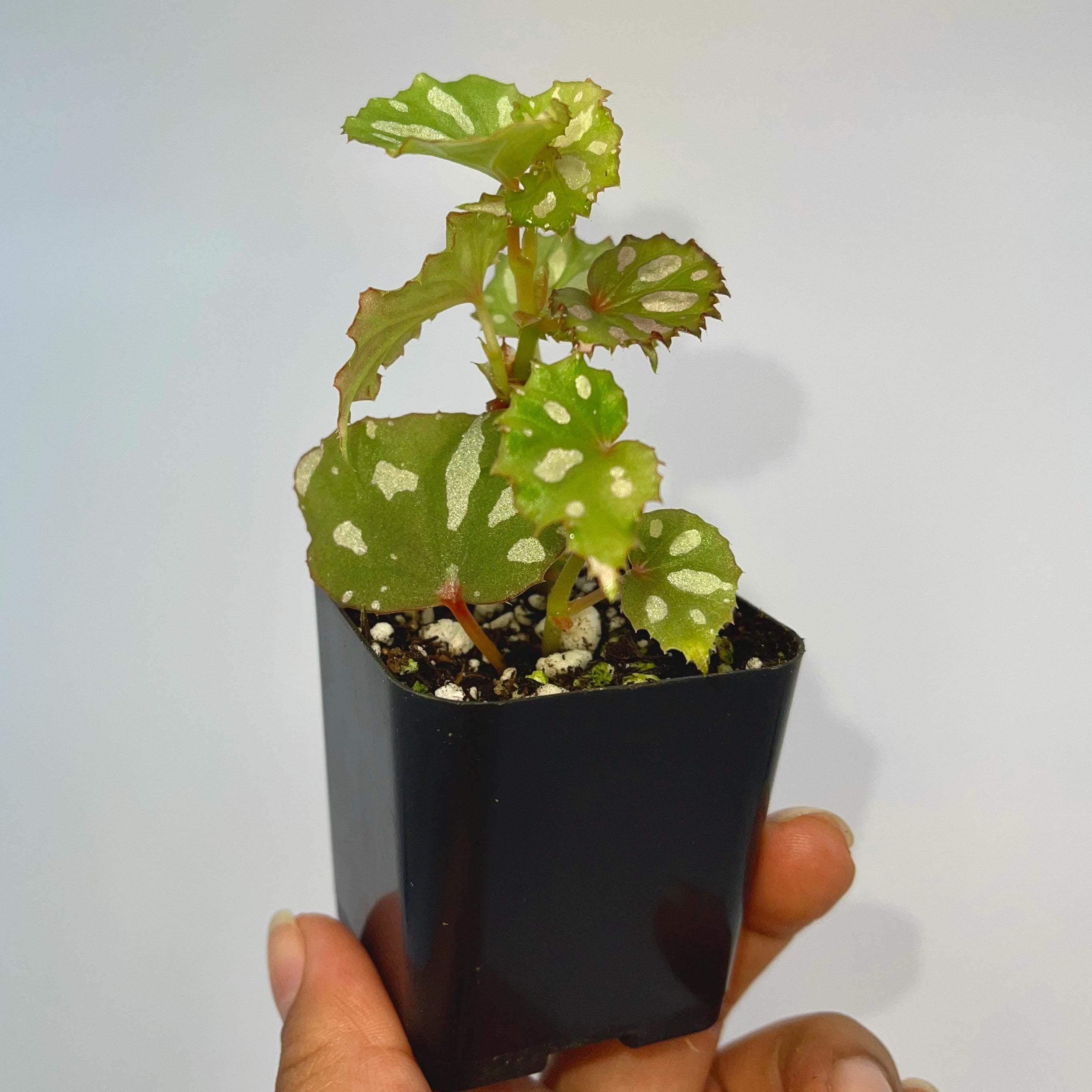 READY SOON Begonia sp. Lahad datu
