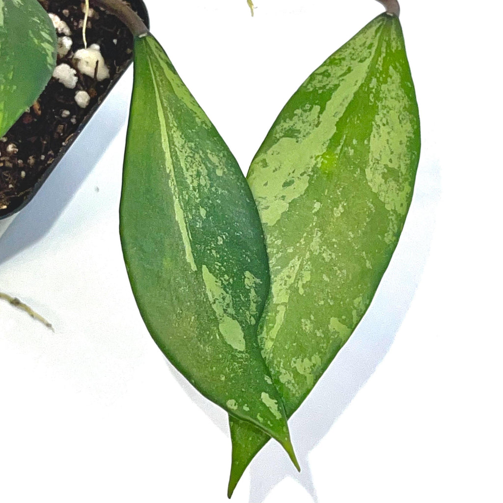 Hoya Snow Cui Silver (Hoya XQ) (Can acclimate to house conditions)