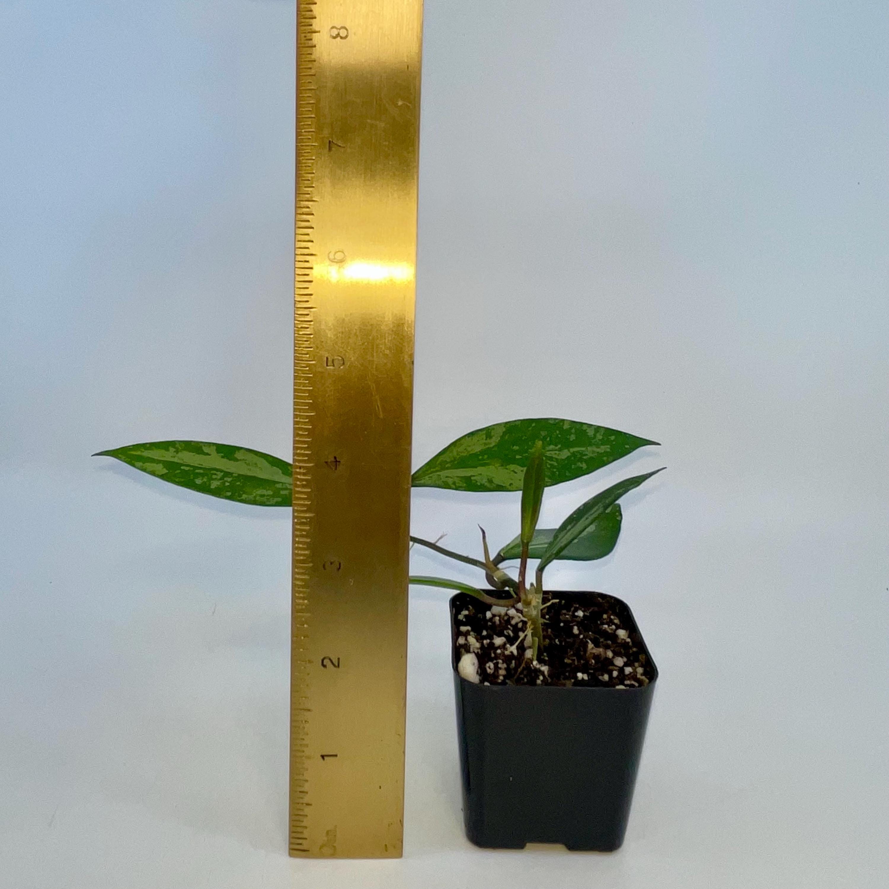 Hoya Snow Cui Silver (Hoya XQ) (Can acclimate to house conditions)