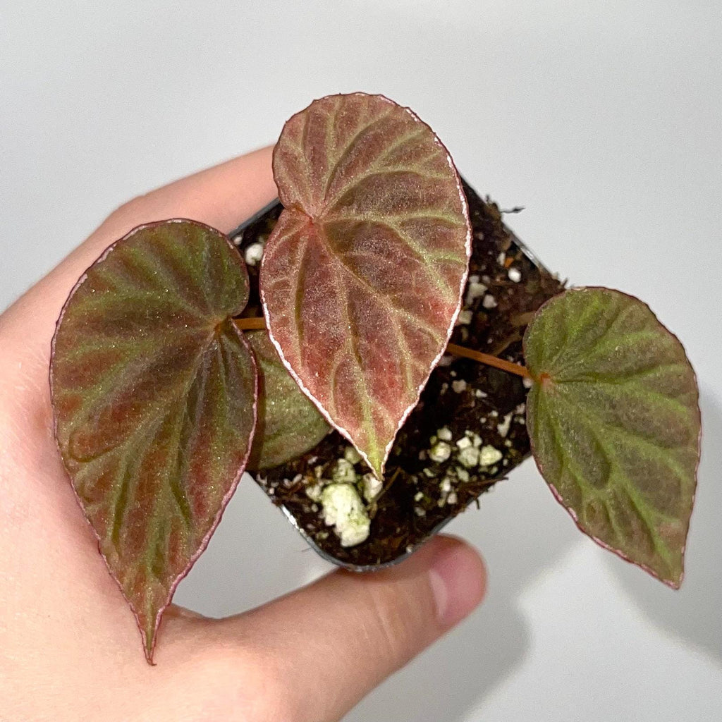 Begonia Botanicaz 111 V.7 (Can acclimate to house conditions)
