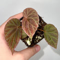 Begonia Botanicaz 111 V.7 (Can acclimate to house conditions)