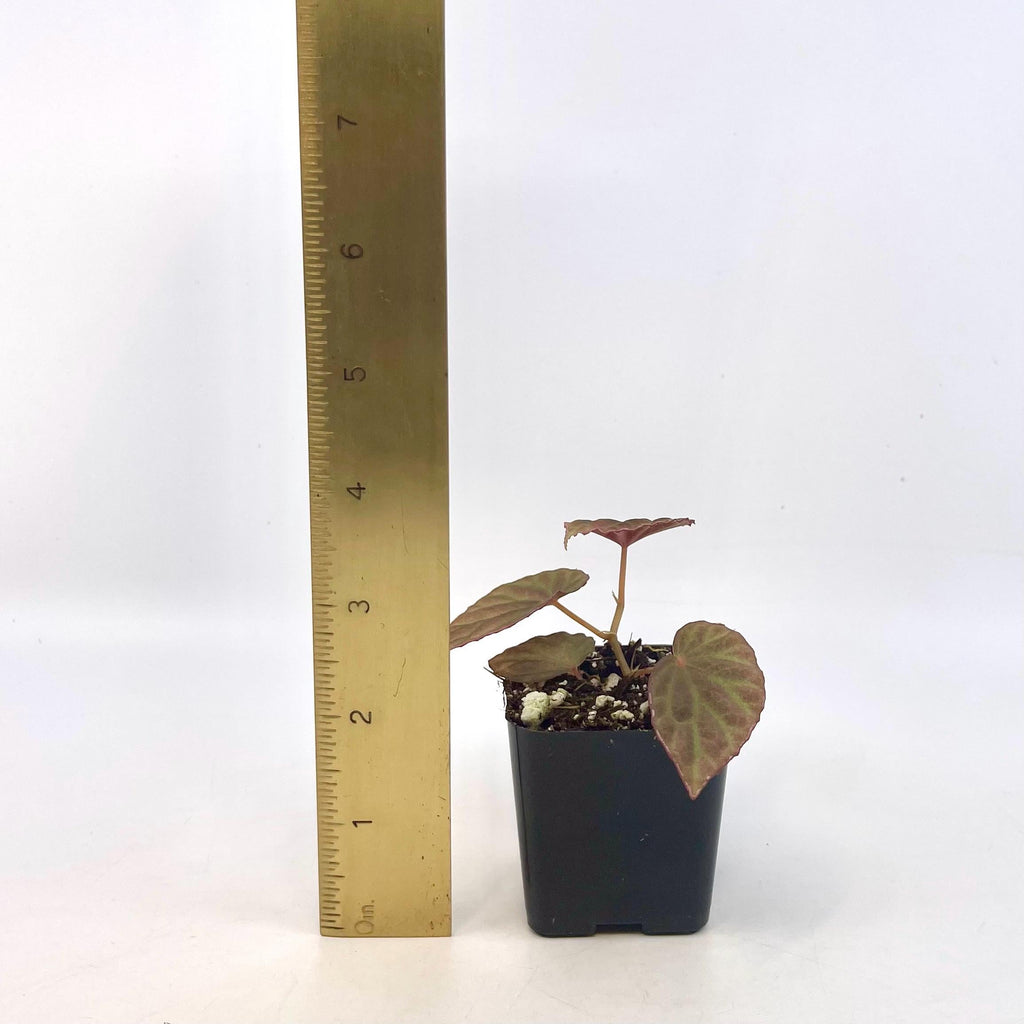 Begonia Botanicaz 111 V.7 (Can acclimate to house conditions)