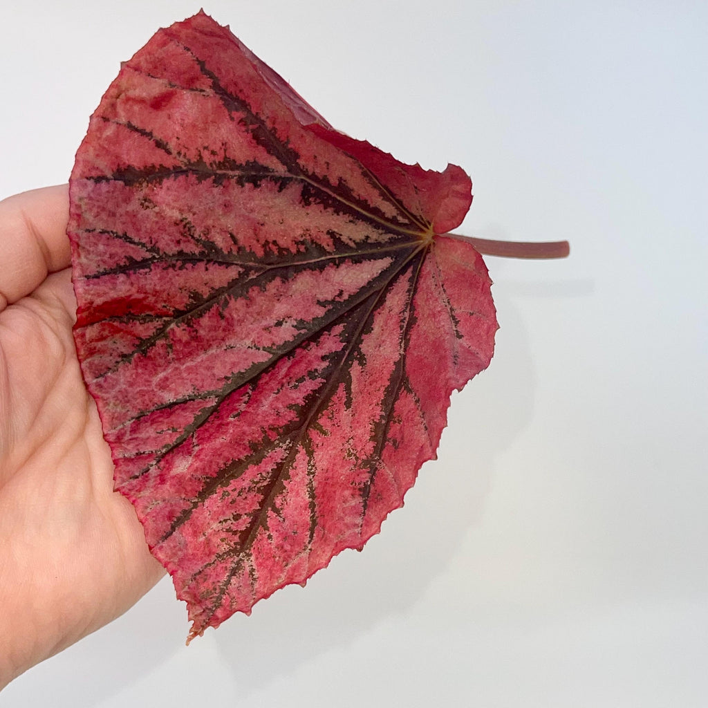 LEAF CUTTING Begonia Botanicaz 15 ‘Rose Gold’