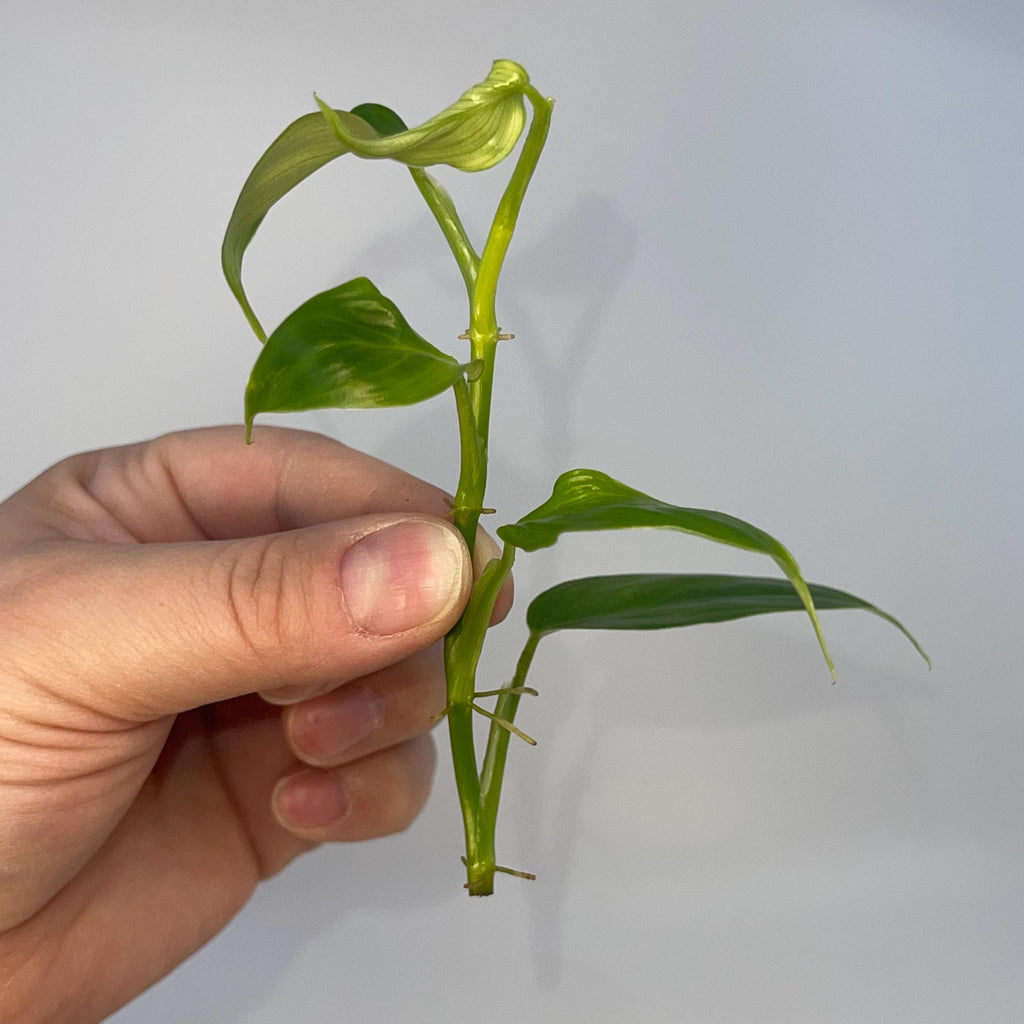TOP CUT Philodendron genevievianum
