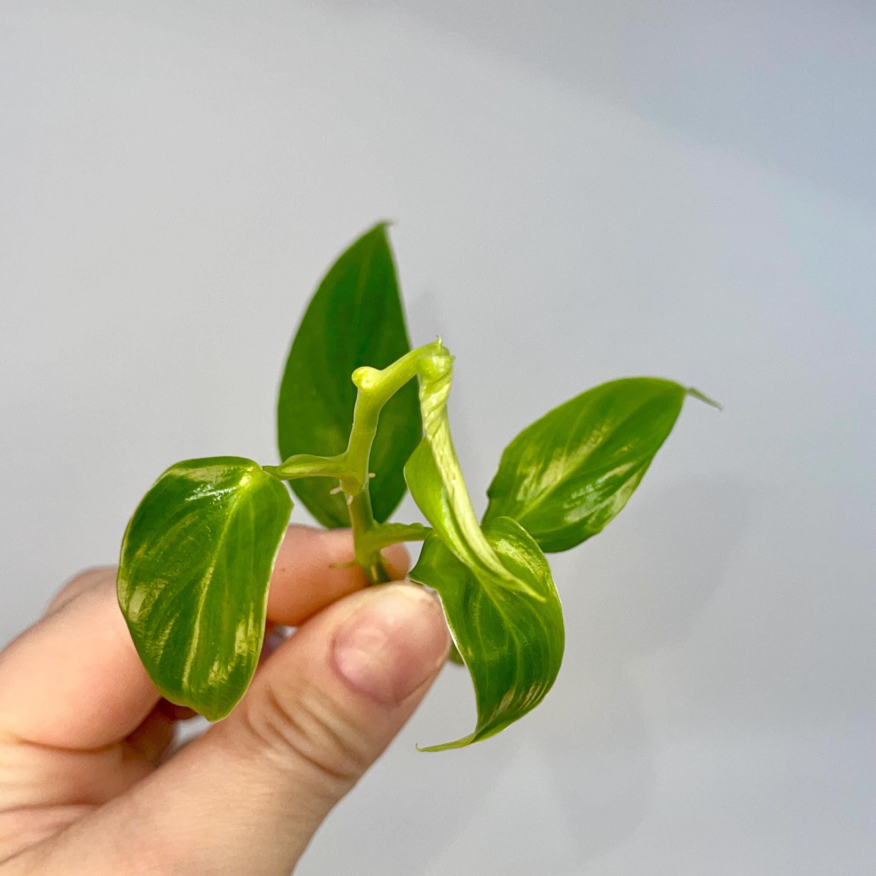 TOP CUT Philodendron genevievianum