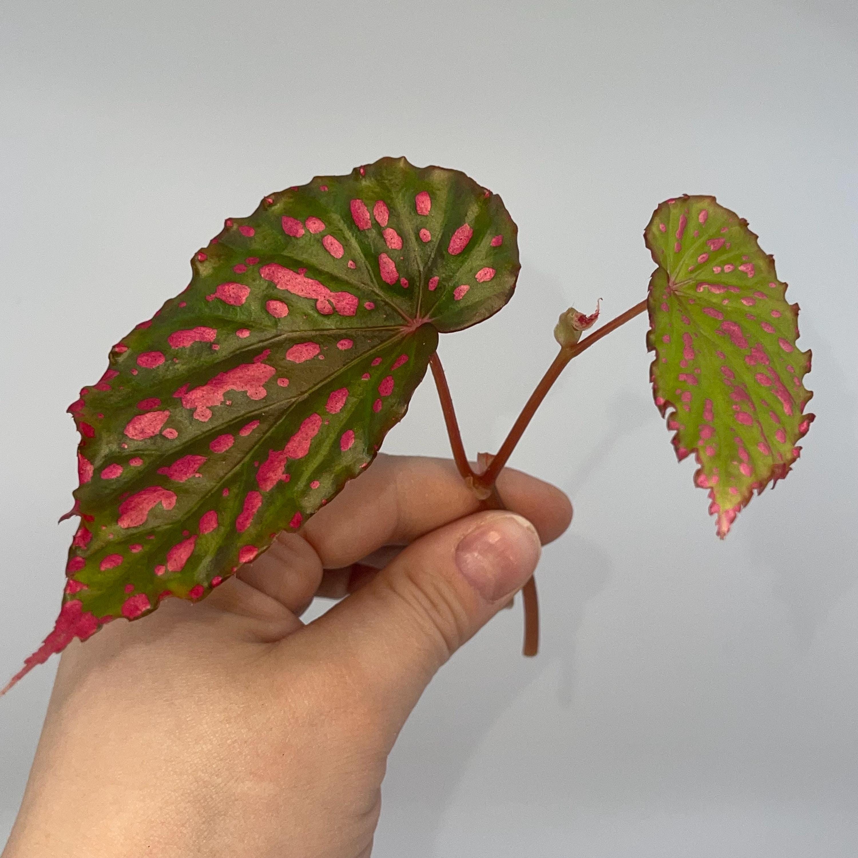 TOP CUT Begonia negrosensis