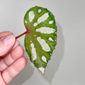 LEAF CUTTING Begonia sp. Lahad datu