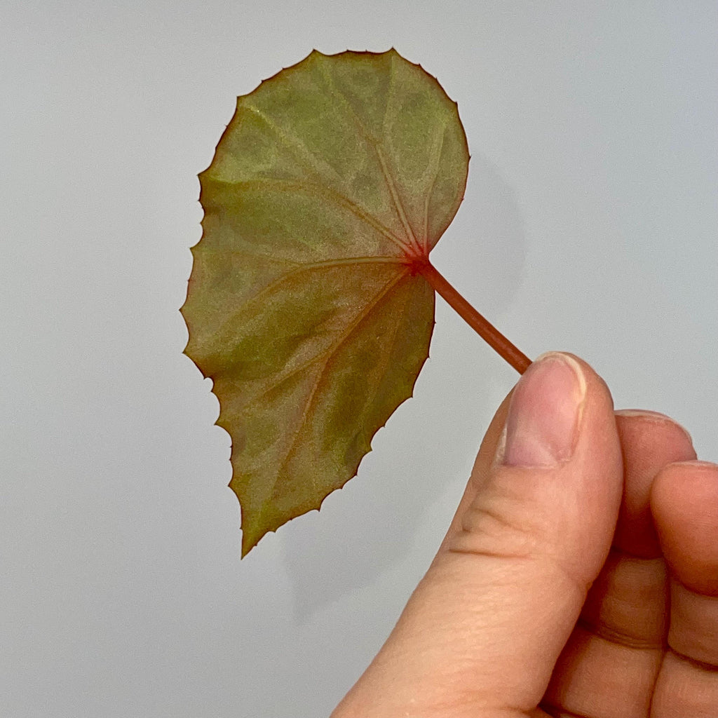 LEAF CUTTING Begonia sp. Lahad datu